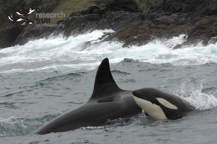 Micro Orca Multimedia - Orca Research Trust